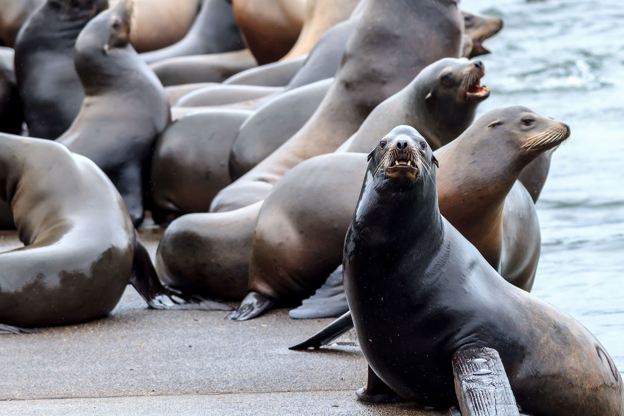 A group of shiny brown seals are gathered close together on the edge of a wet cement block near the water’s edge, with one particularly close seal staring straight at the camera.