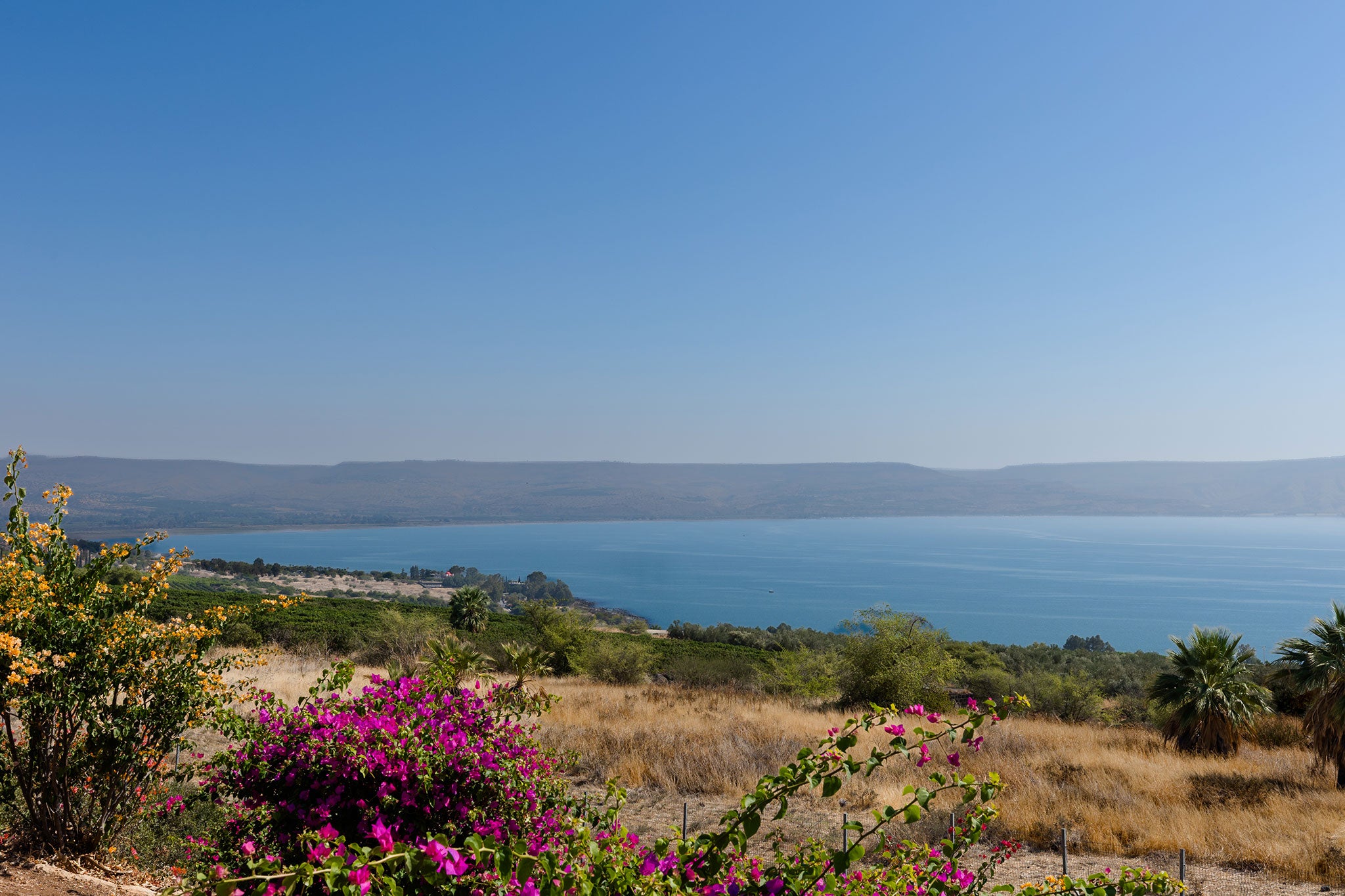 Scenic view of the Sea of Galilee surrounded by rolling hills, palm trees, and colorful flowers.