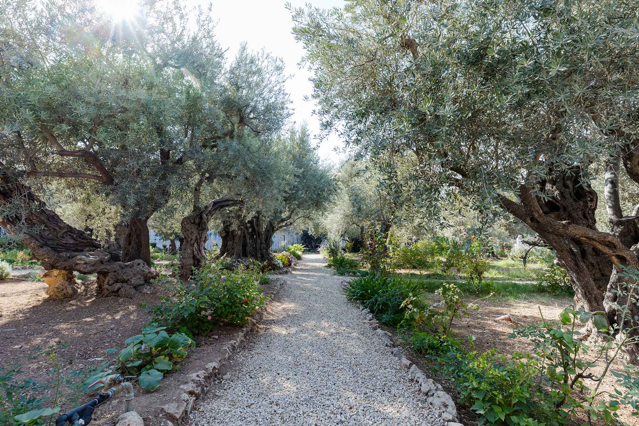 A sunlit garden path winds through ancient olive trees and colorful plants in the Garden of Gethsemane.
