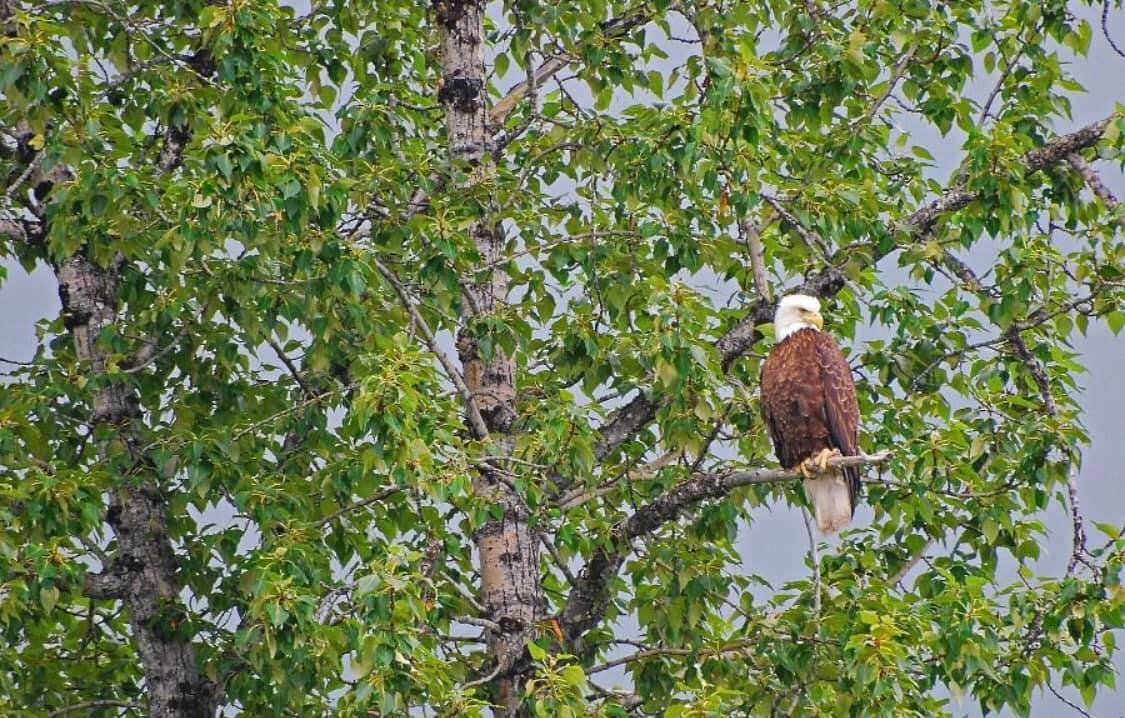 A bald eagle perching in a tree