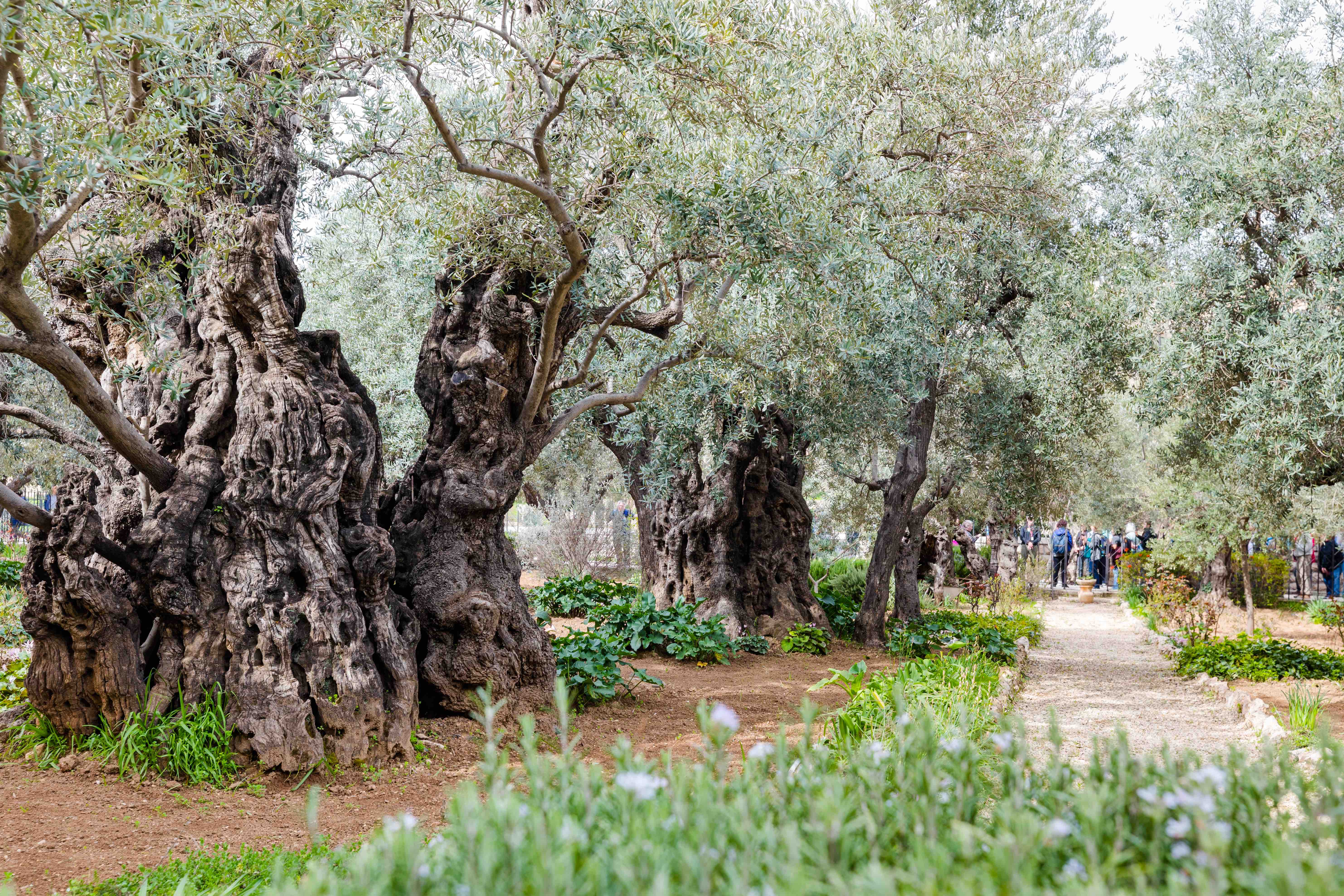 Olive trees surround travelers in the Garden of Gethsemane