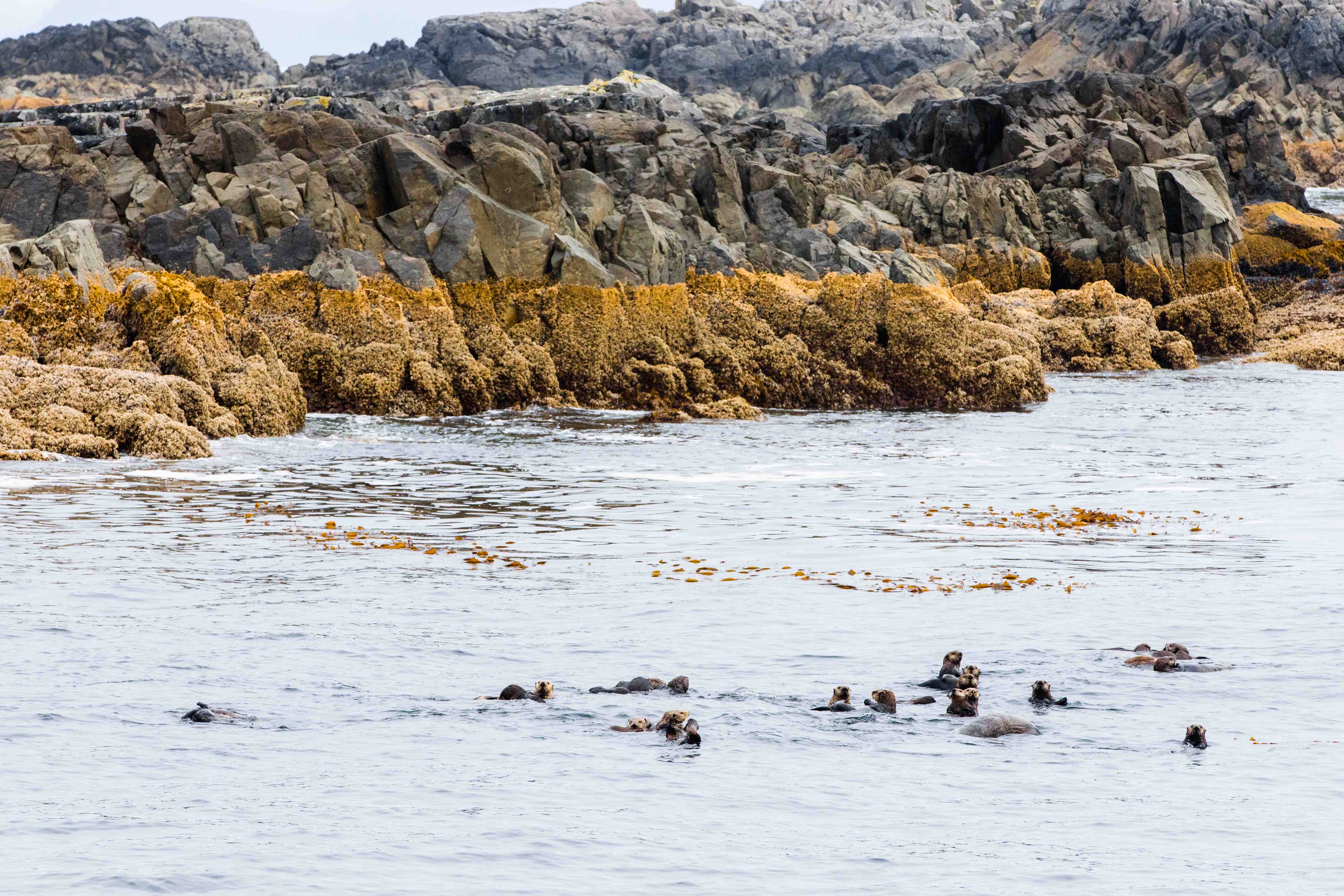 A group of playful sea otters in swimming in the ocean.