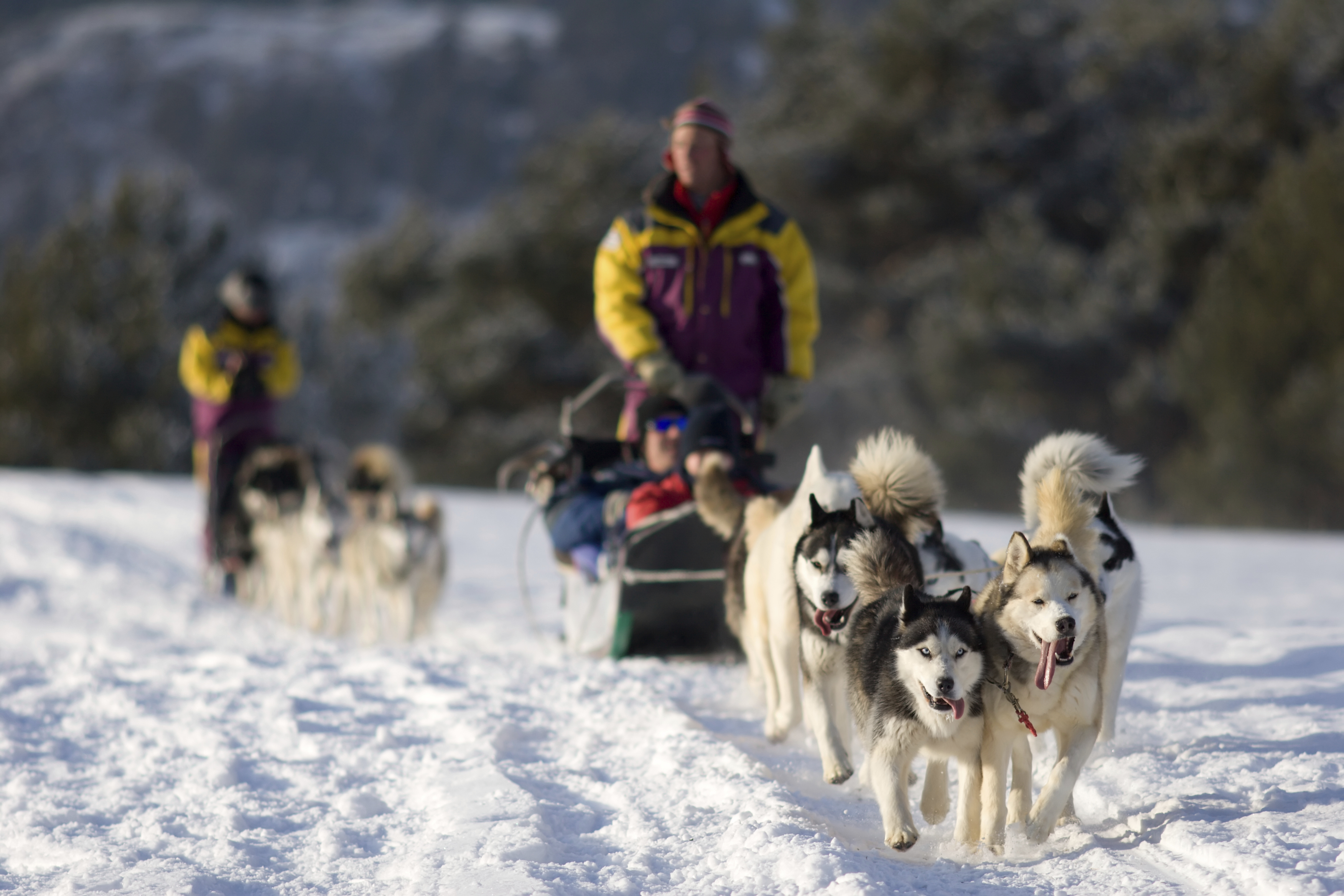 Dog sledding tourism