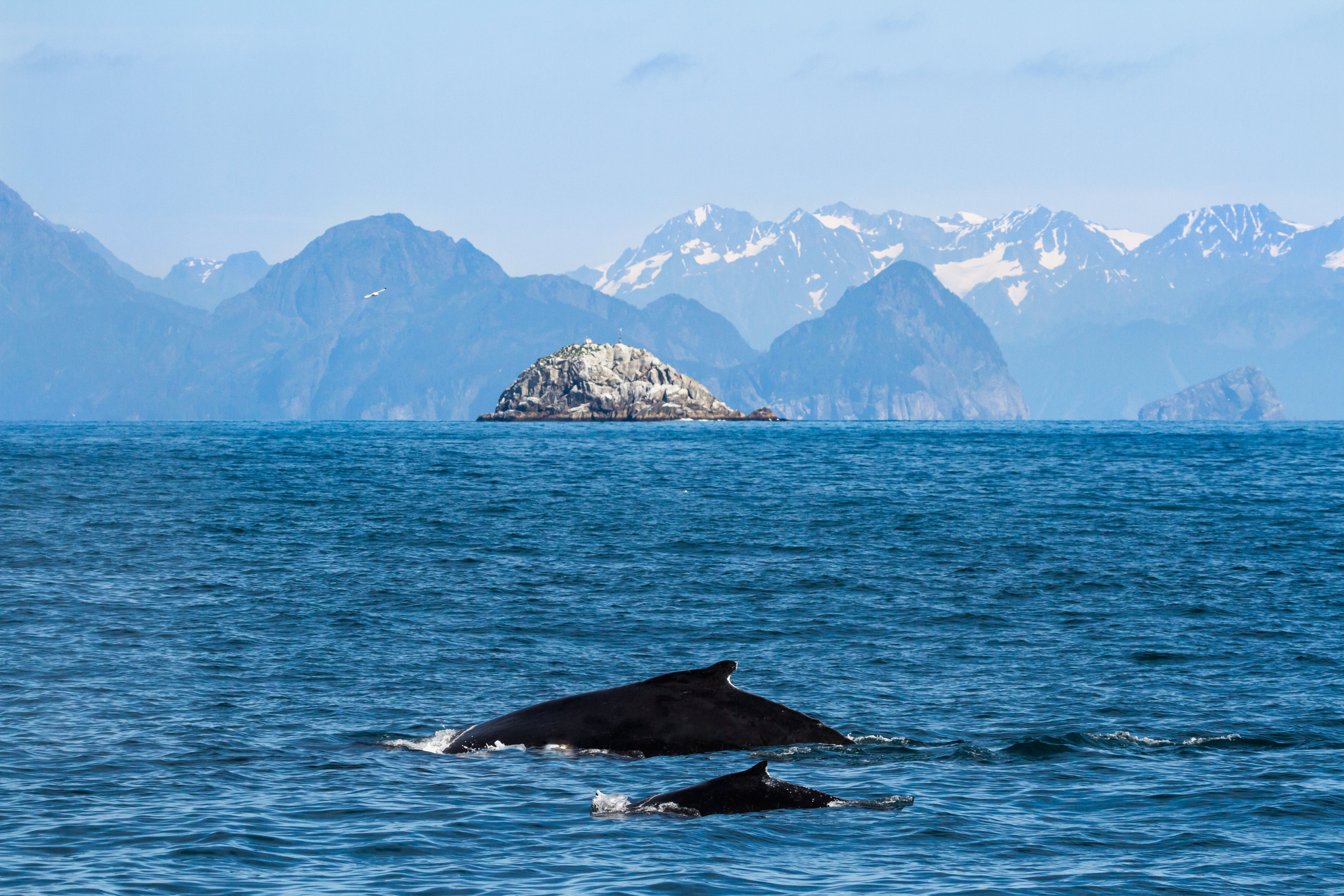 mother and calf humpback whales