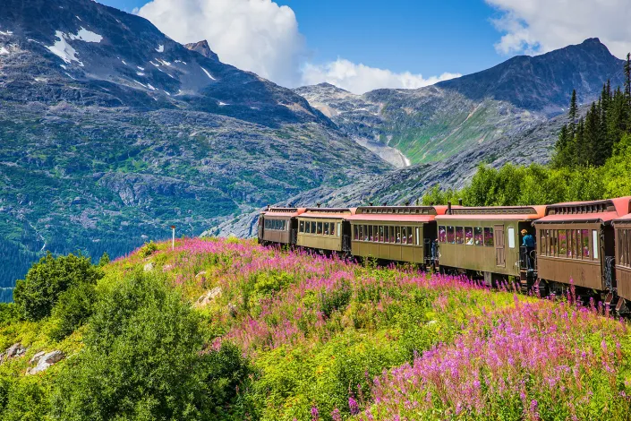 White Pass & Yukon Route Scenic Railway train winding along a steep mountainside in Alaska, passing through vibrant pink wildflowers and rugged alpine peaks.