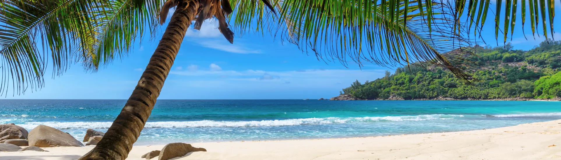 Palm tree on a sandy beach