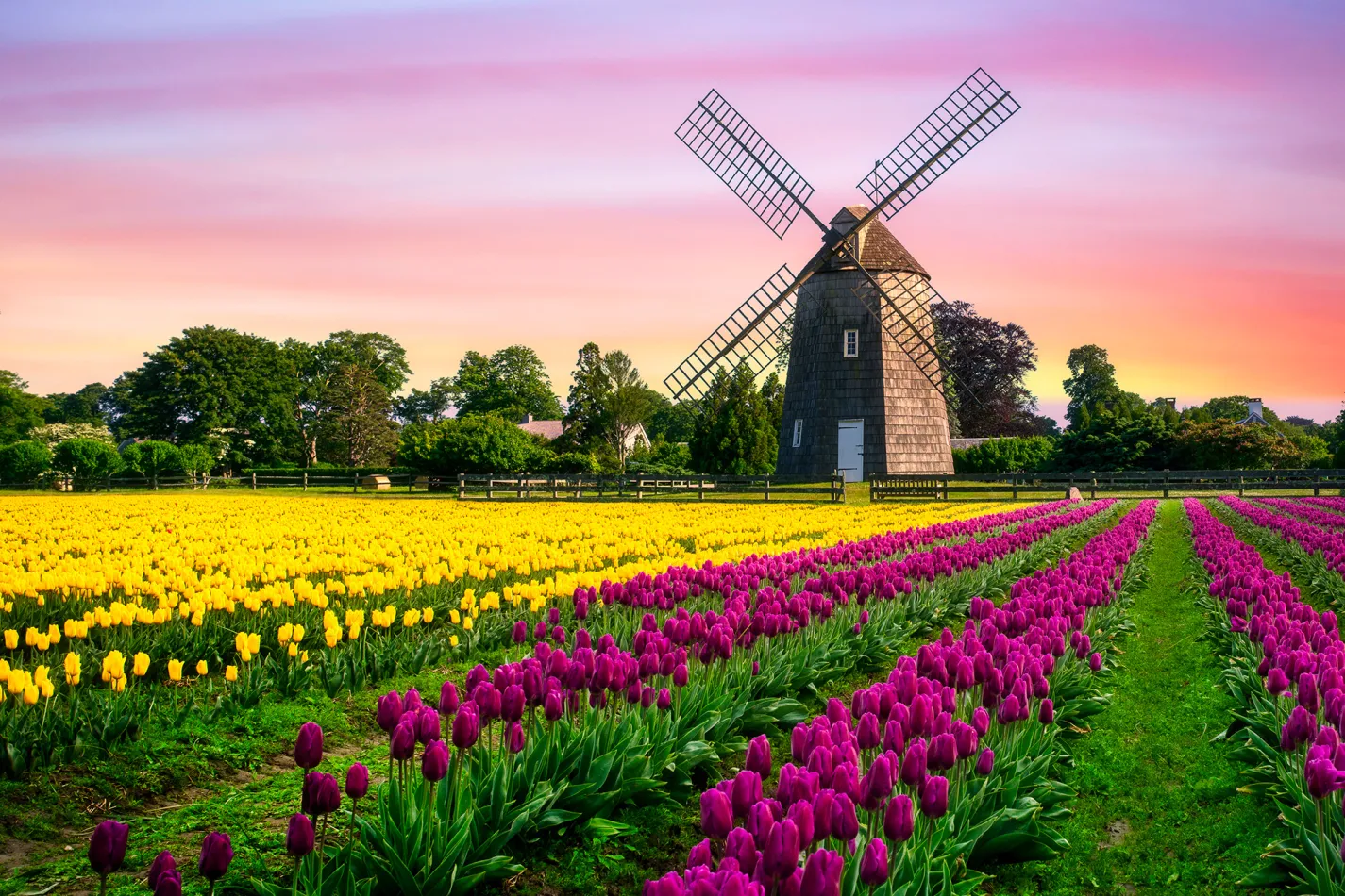A large wooden windmill next to a field of vibrant pink and yellow tulips