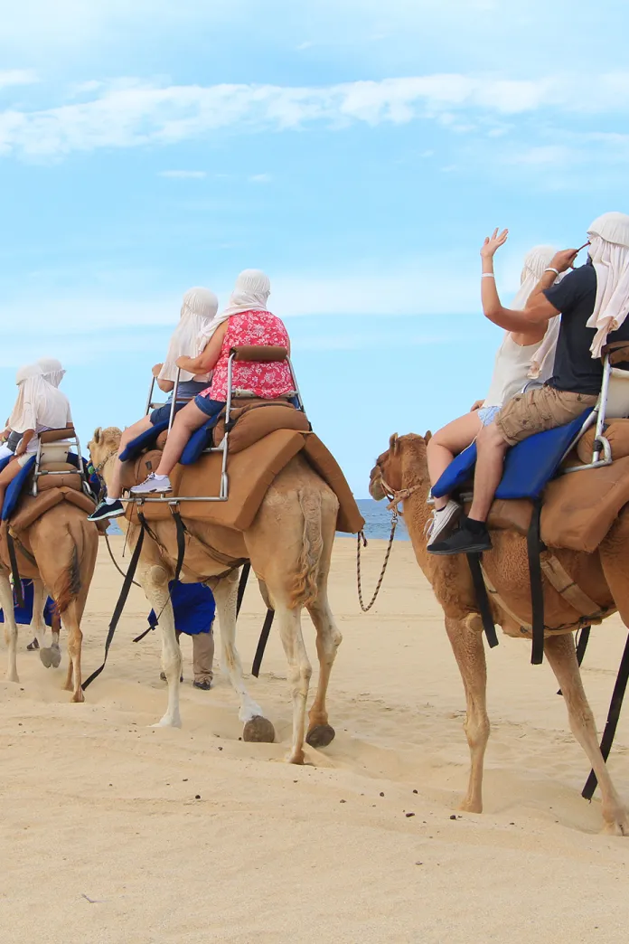 Ride a Camel in Mexico