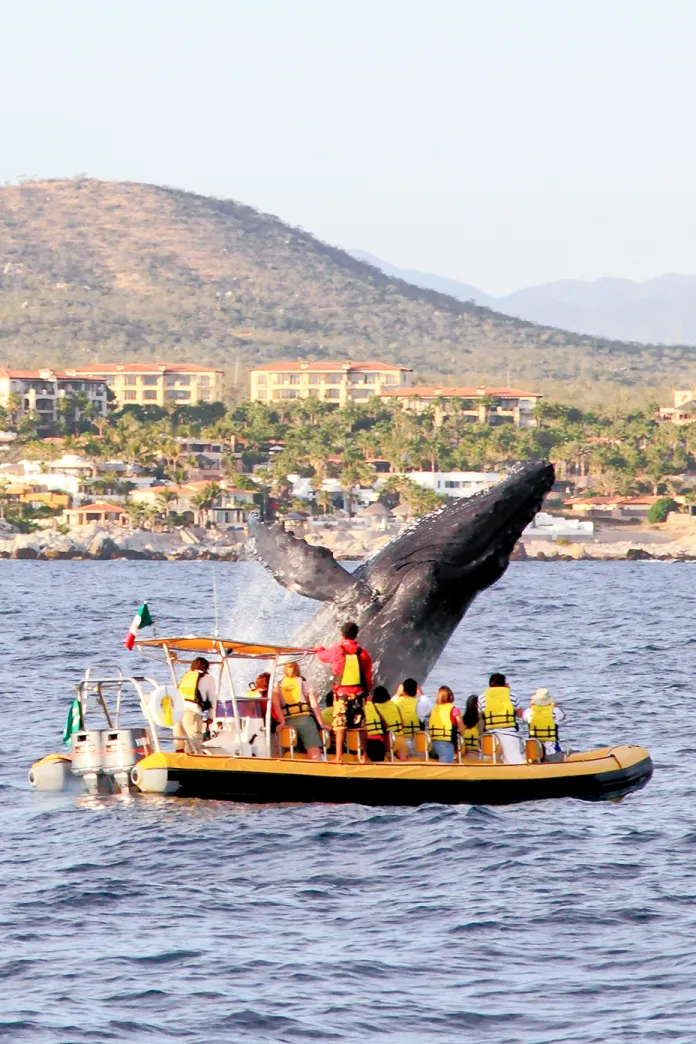 Mexico Whale Watching