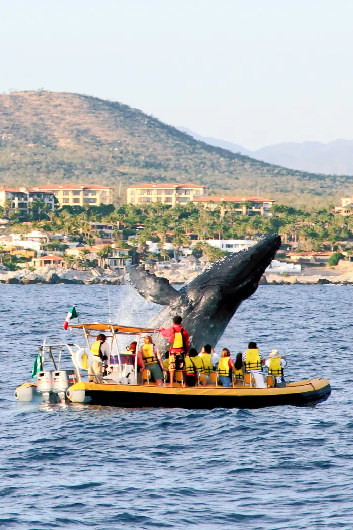 Whale watching in Mexico
