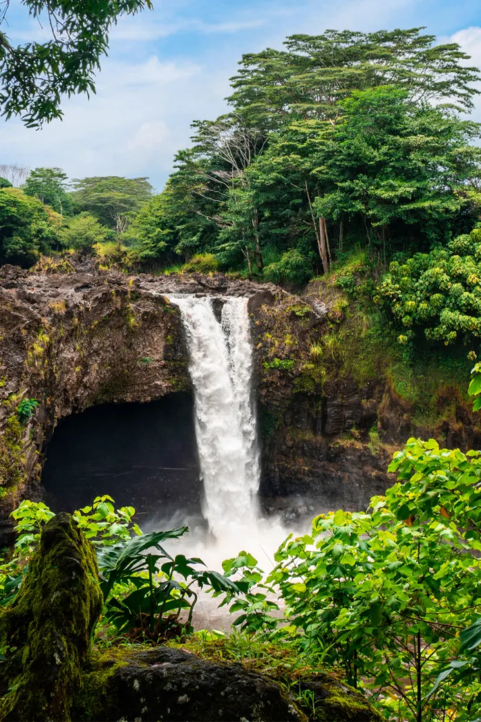 Hawaiian rainforest