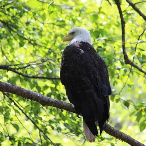 Alaskan Bald Eagle