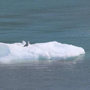 Seagull on floating ice