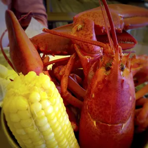 New England Lobster