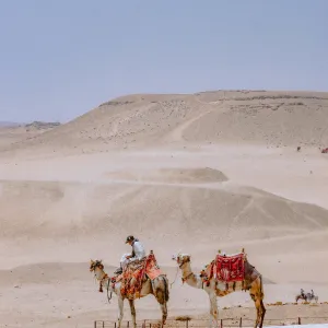 camels in egypt