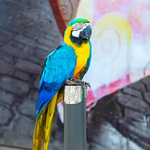 A colorful parrot sitting on a perch